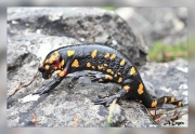 Salamandra-comun