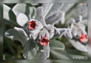 Cynoglossum-cheirifolium