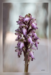 Himantoglossum-robertianum.1