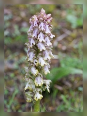 Himantoglossum-robertianum.2