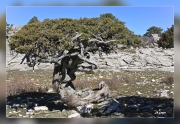 Juniperus-thurifera