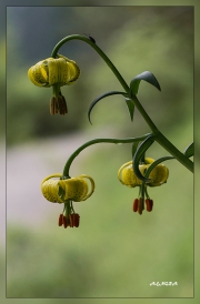 Lilium-pyrenaicum.2