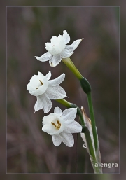 Narcissus-dubius