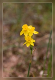 Narcissus-fernandezii