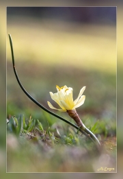 Narcissus-hedraeanthus