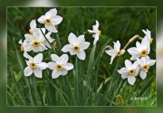 Narcissus-poeticus