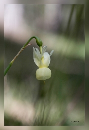 Narcissus-triandrus-subsp.pallidulus