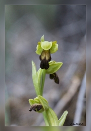 Ophrys-fusca.1