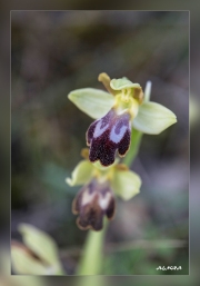 Ophrys-fusca.2