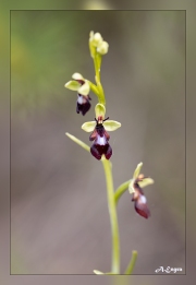 Ophrys-insectifera