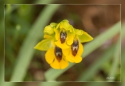 Ophrys-lutea.1