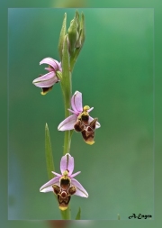 Ophrys-scolopax.1