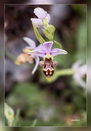 Ophrys-scolopax.2