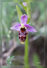 Ophrys-scolopax.3