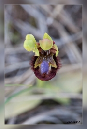 Ophrys-speculum.1