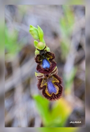 Ophrys-speculum.2