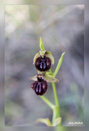 Ophrys-sphegodes.1