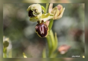 Ophrys-sphegodes.2