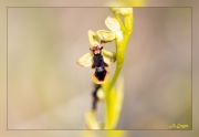 Ophrys-subinsectifera