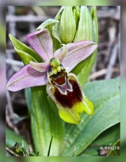 Ophrys-tenthredinifera.1