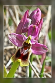 Ophrys-tenthredinifera.2