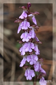 Orchis-cazorlensis