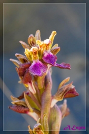 Orchis-collina