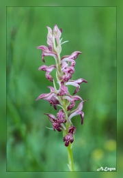 Orchis-coriophora.2