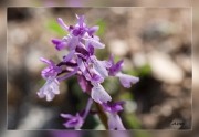 Orchis-olbiensis