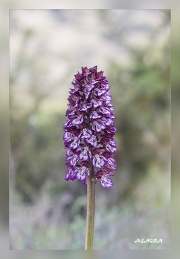 Orchis-purpurea