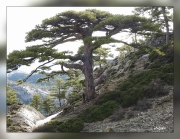 Pinus-nigra-subsp.salzmannii