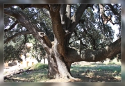 Quercus-ilex.2-Culla.Castellon
