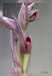 Serapias-parviflora