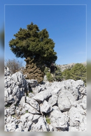 Taxus-baccata.5