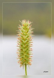 Trifolium-angustifolium