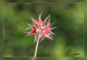 Trifolium-stellatum.1