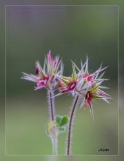 Trifolium-stellatum.2