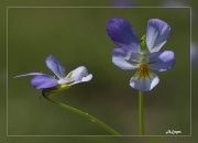 Viola-tricolor