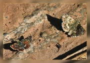 Carcharodus-baeticus-Spialia-sp