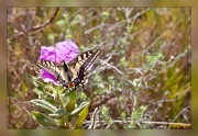 Papilio-machaonC.-albidus