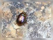 Zz.Chrysomela-americana.-Escarabajo-del-romero