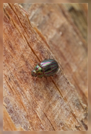 Zz.Escarabajo-del-romero